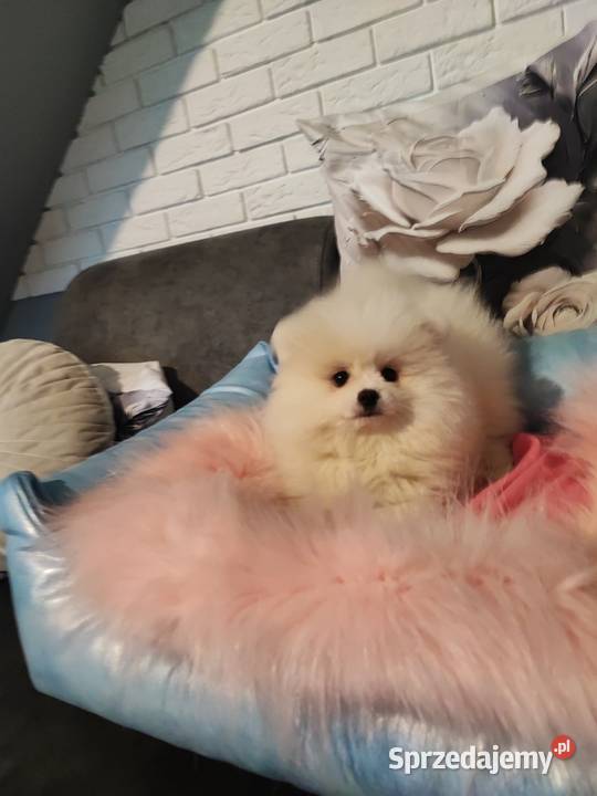 Pomeraniany suczki Bolesławiec sprzedam