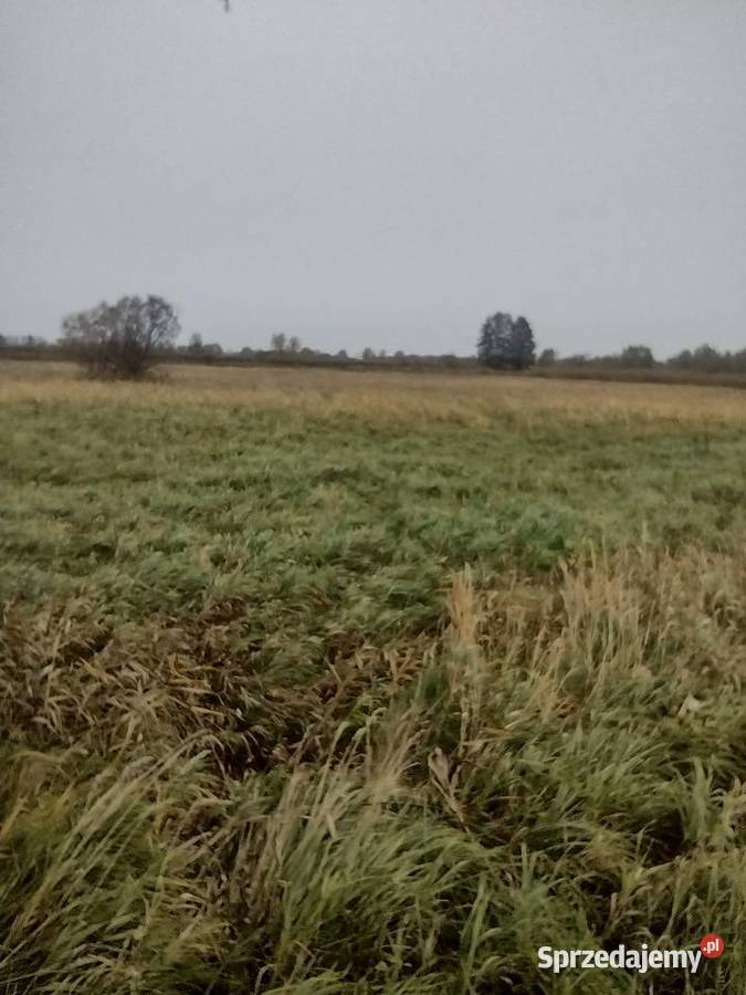 Łąkapod uprawę borówkiżurawinystaw Krępa