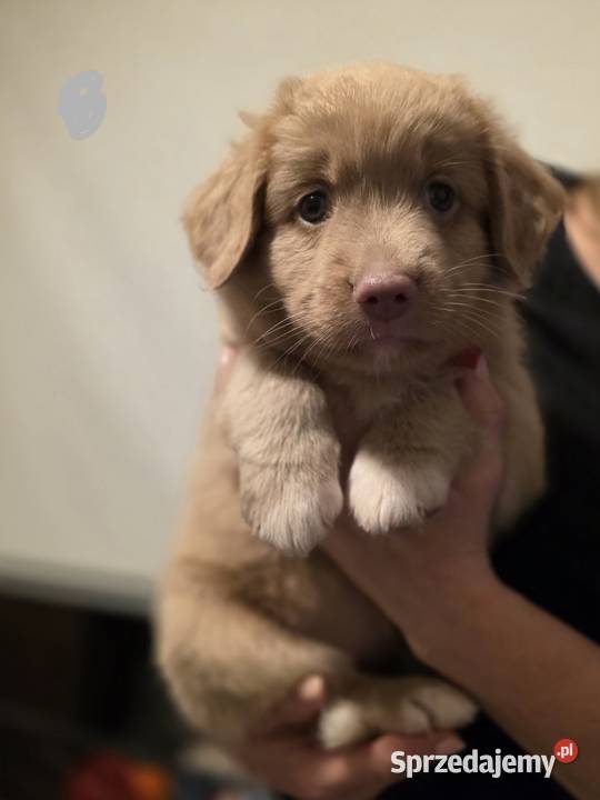 Nova Scotia Duck Tolling Retriever Pruszcz Gdański