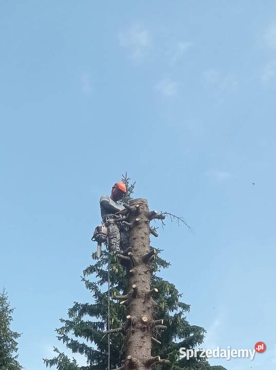 Wycinka drzew frezowanie pni karczowanie działek prace ogrodowe
