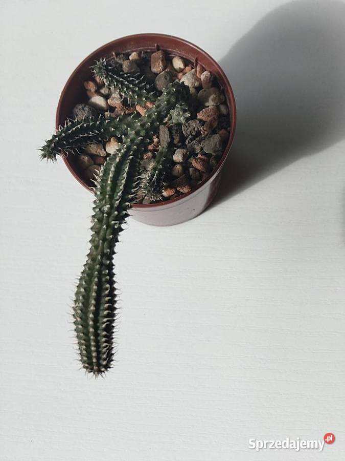 Echidnopsis chrysantha sukulent miniatura mazowieckie Warszawa