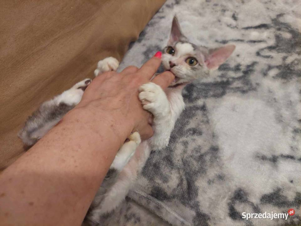 Kocurek Devon Rex Jawor