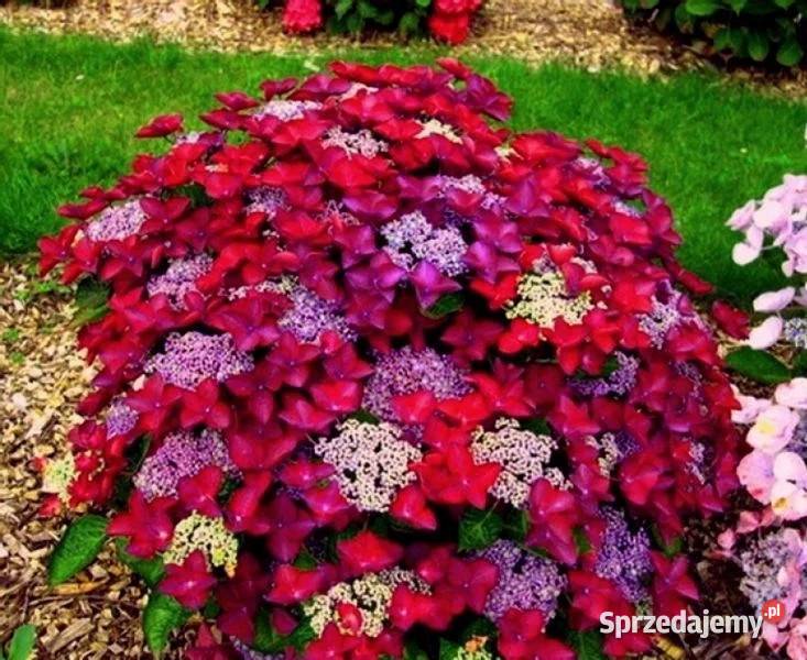 HORTENSJA OGRODOWA Rotschwanz sadzonki w Ustronie