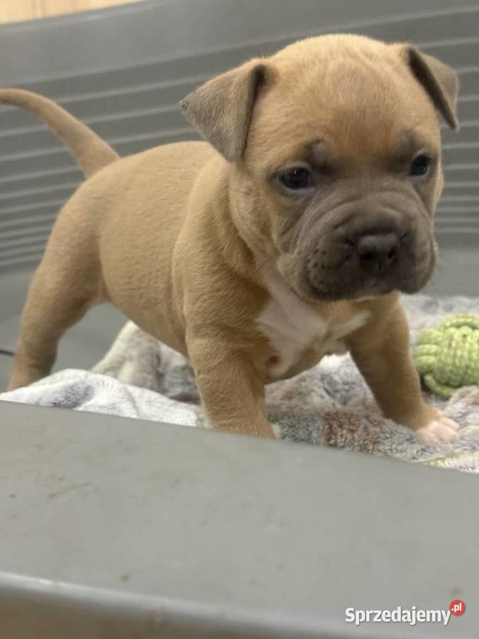 Amstaff Zapraszamy do rezerwacji Szczenięta o Sarnowo