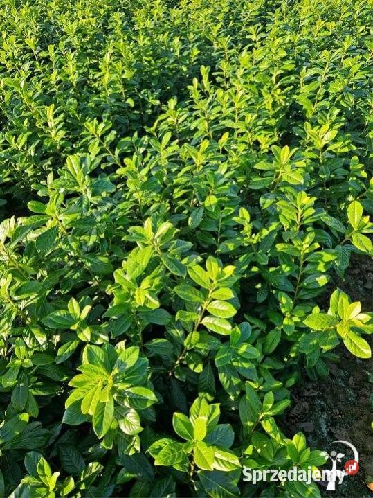 Laurowiśnia Novita Caucasica Elly Rotundifolia mazowieckie Stromiec sprzedam