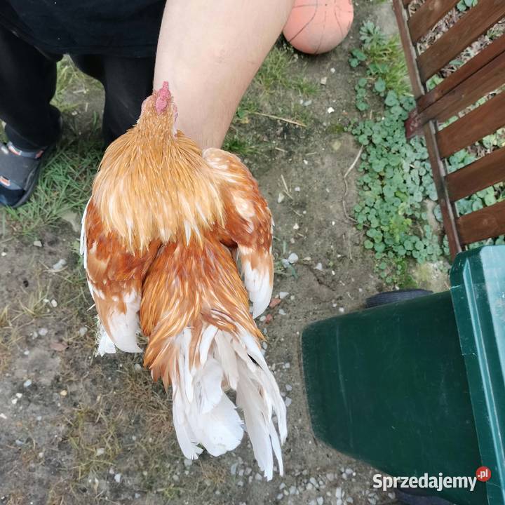 Sprzedam koguty karzełka łapciatego Przeworsk