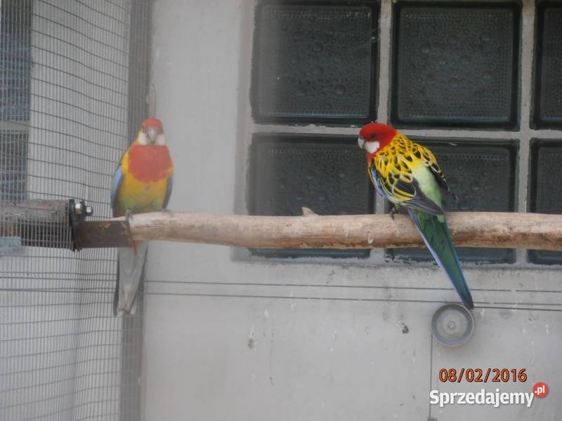 rozele bialo lice Ptaki Chudów