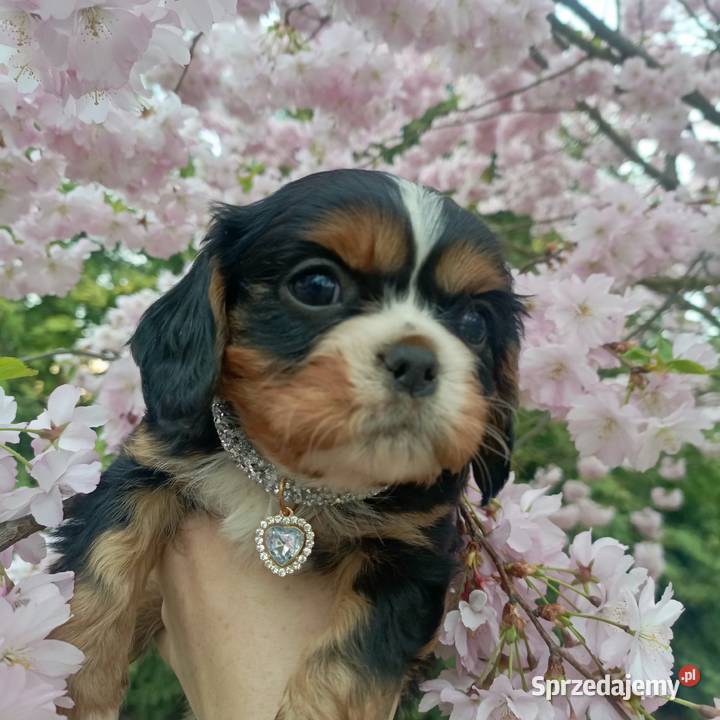 Przepiękny piesek Cavalier King Charles Spaniel Cavalier King Charles Spaniel Żnin