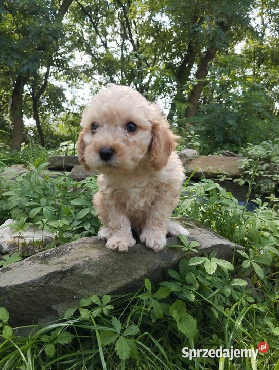 Maltipoo f1b szczeniaki Krapkowice sprzedam