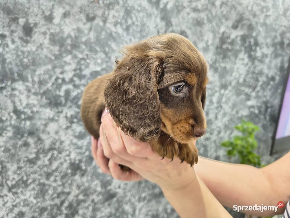 Jamnik długowłosy miniaturowy gold gen kremowy Żychlin sprzedam