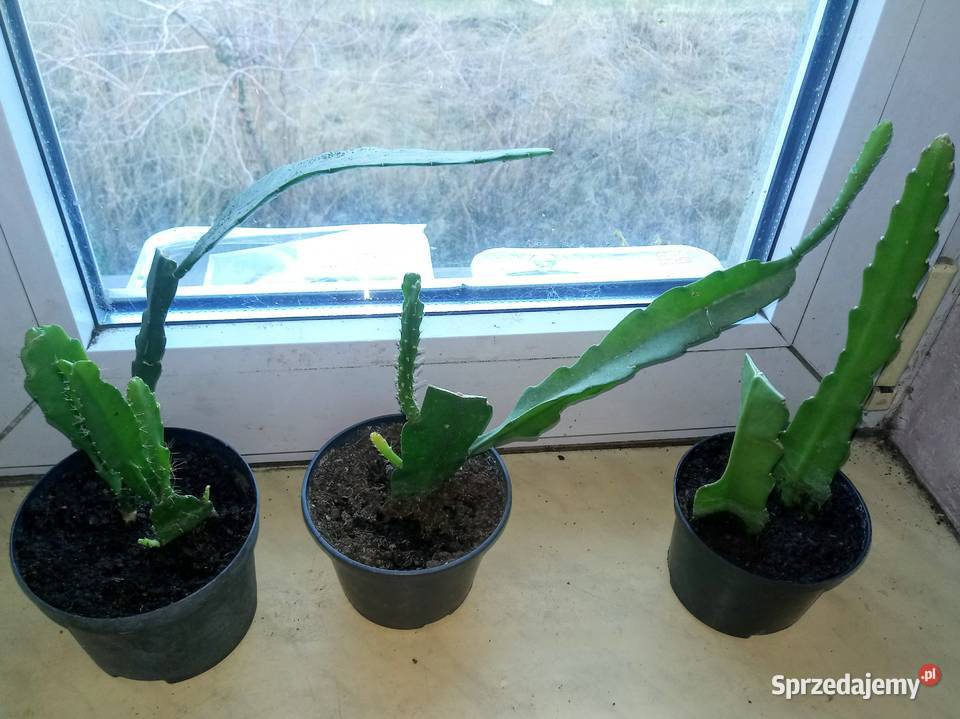 Epifilium Epiphyllum sukulent Skierniewice sprzedam