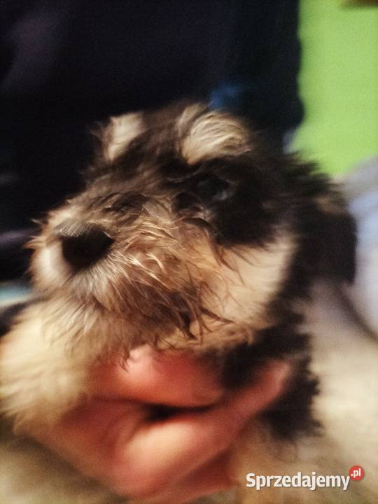 Sznaucer miniaturowy Złotoryja