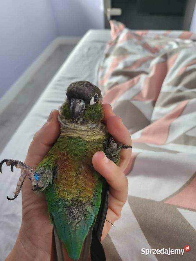 Rudosterka ręcznie karmiona Ptaki Gostyń