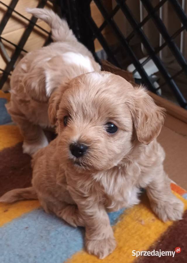 Sprzedam pieski rasy maltipoo z czipem Maltańczyk Andrychów