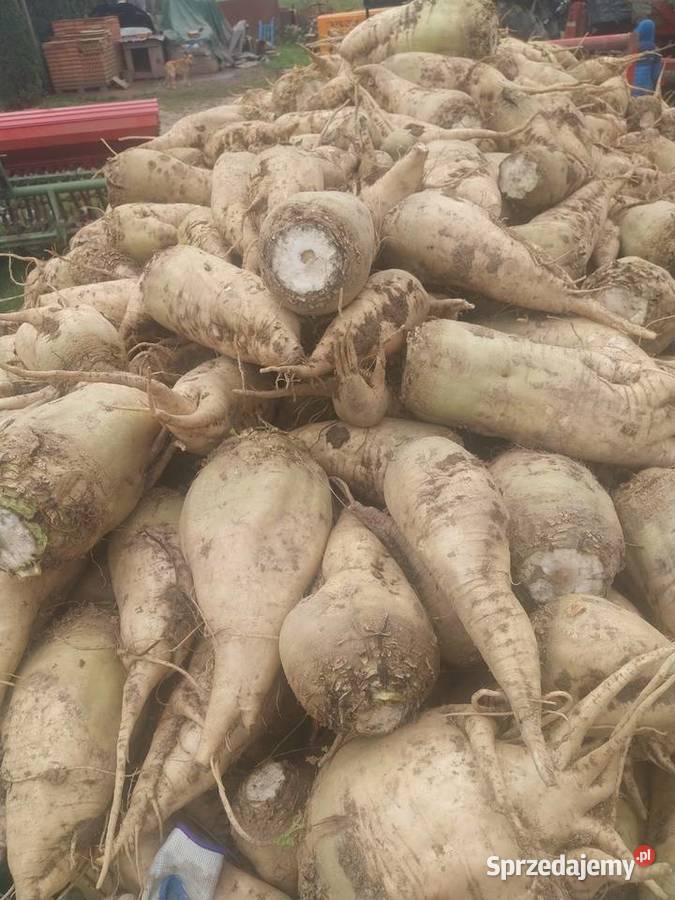 Sprzedam buraki pastewne małopolskie Wola Szczucińska