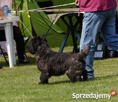 CAIRN TERRIER rodowodowe szczenięta Championach Kraków