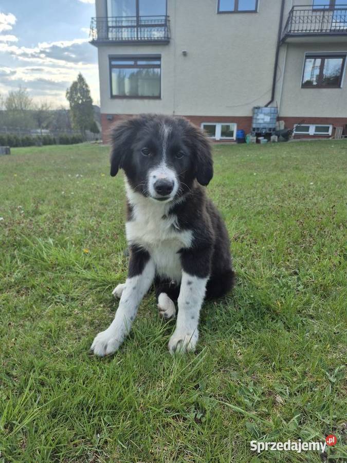 Border Collie Border Family Suchedniów