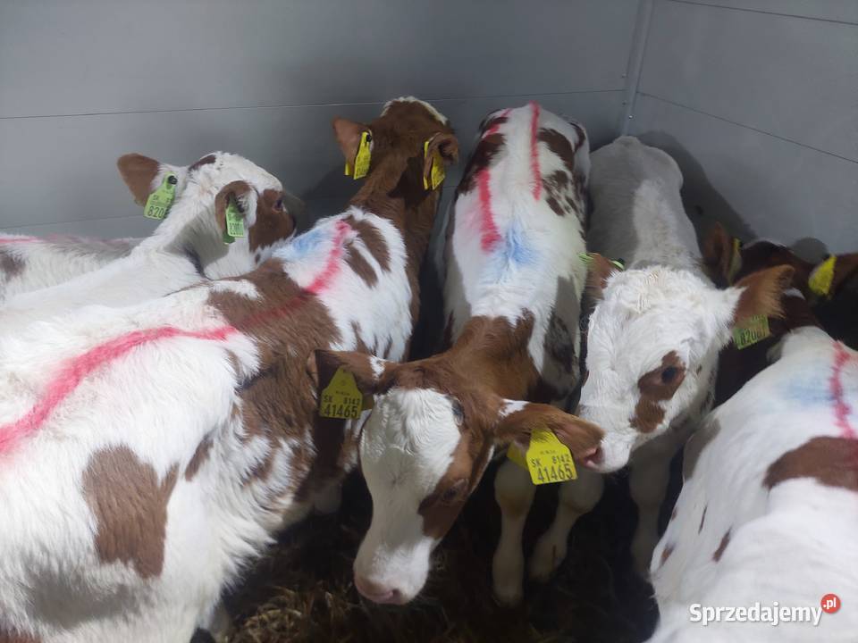 Byczki Jałoszki Mięsne Łochów mazowieckie