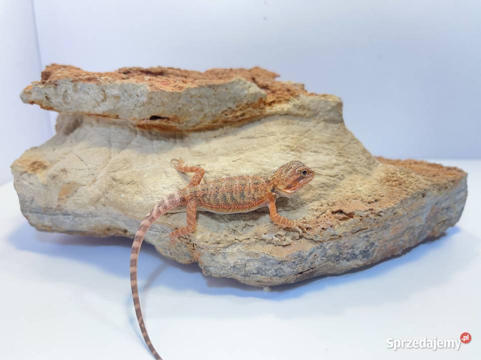 Agama Brodata Orange red translucent Tczew sprzedam