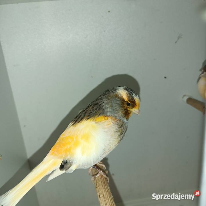 Sprzedam parę kanarków
