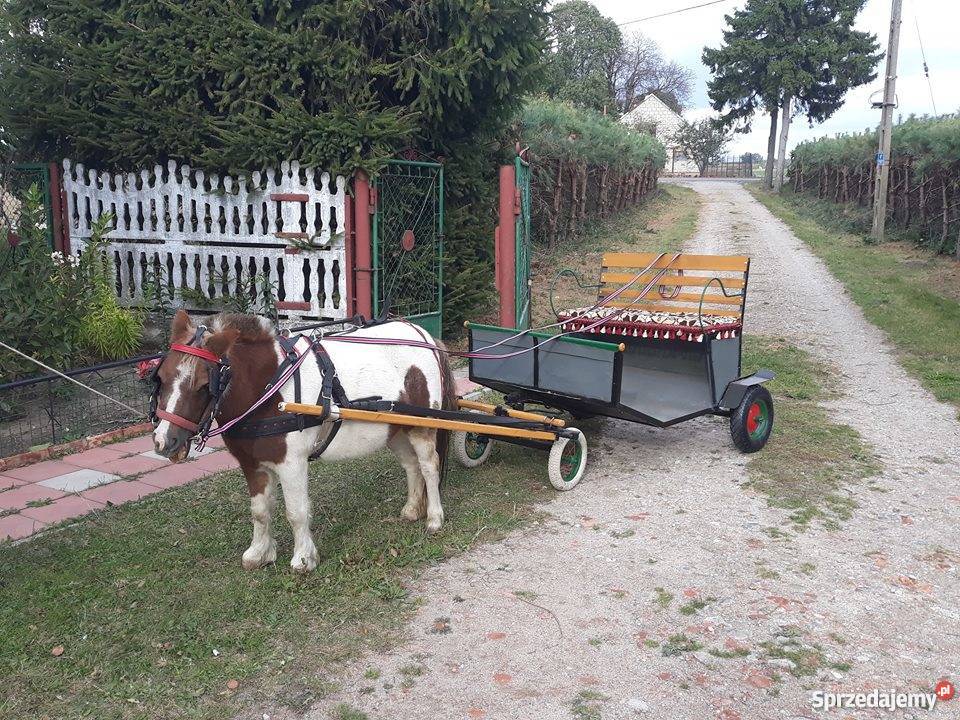 Kucyk Klaczka bryczka Szabda
