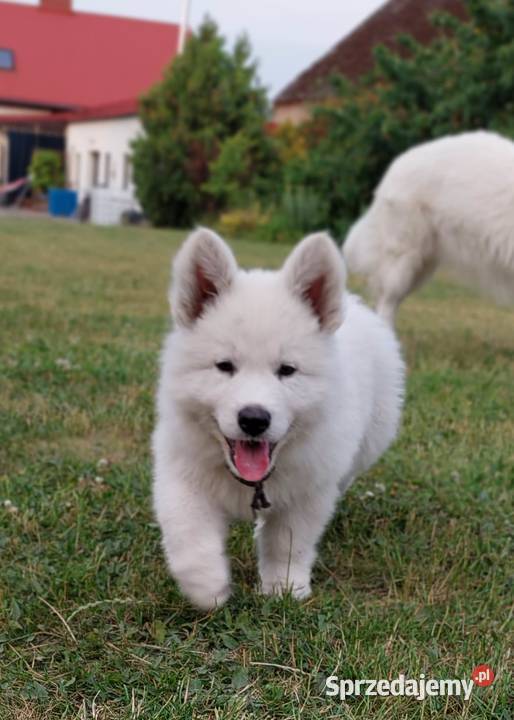 biały owczarek szwajcarski aktualizacja nowe Baniewice