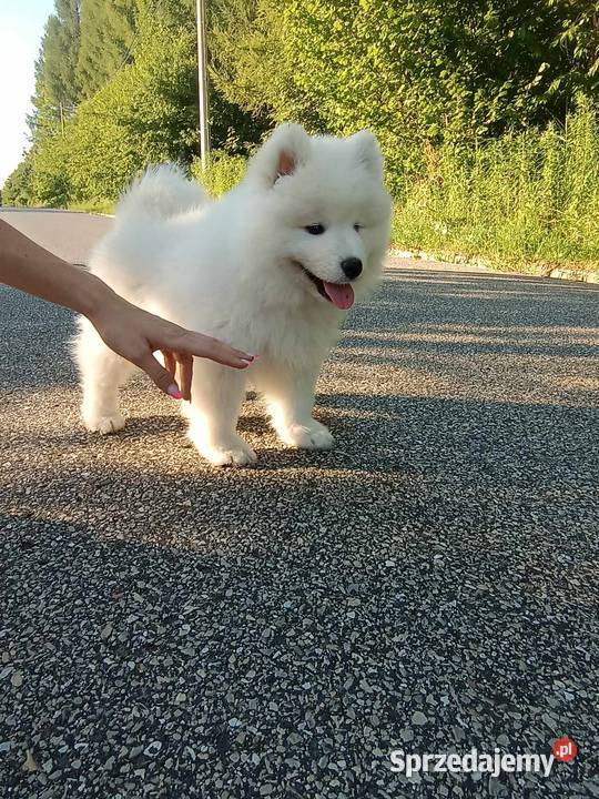 SAMOYED SAMOJED chłopiec ZKwP FCI Katowice