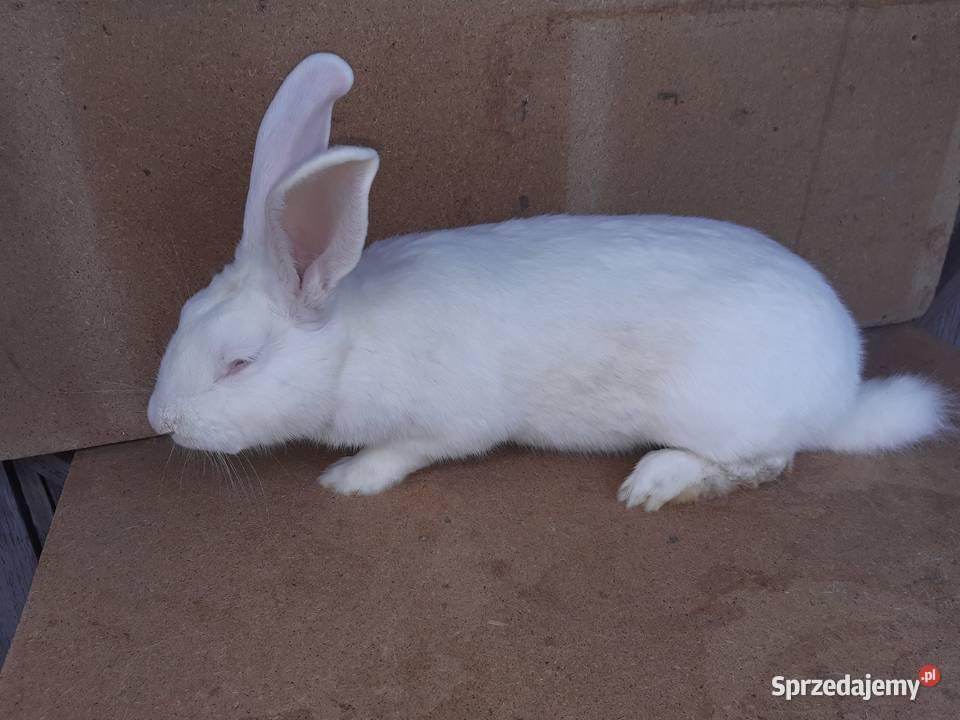 króliki termondzkie rodowód wysyłka Bielsk Podlaski sprzedam