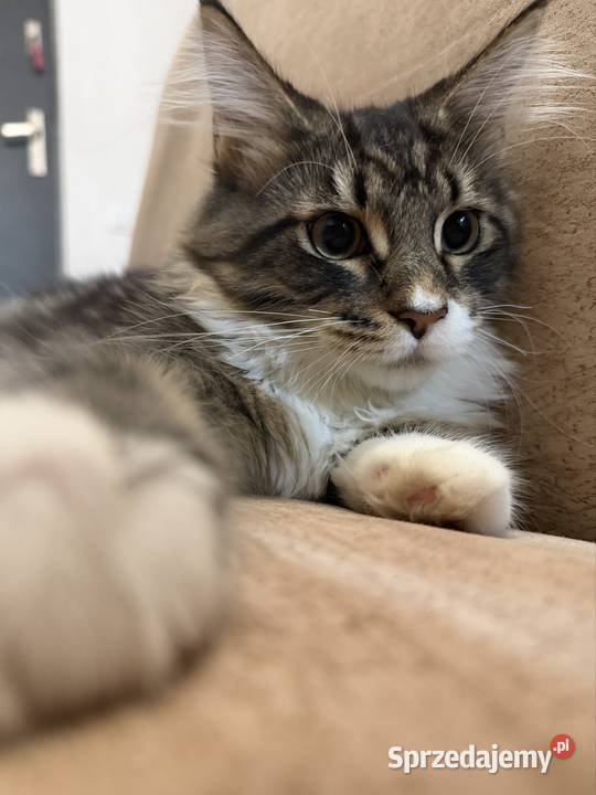 Maine coon kocięta Starogard Gdański sprzedam