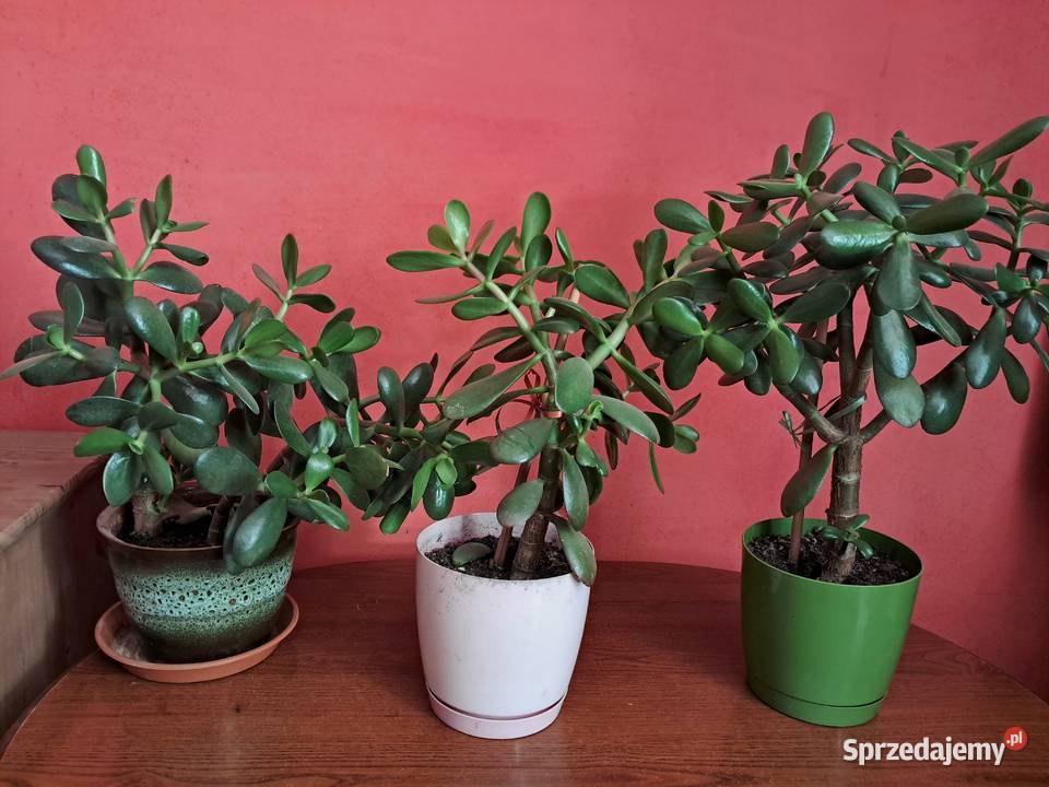 Grubosz drzewko szczęścia podkarpackie Bolestraszyce