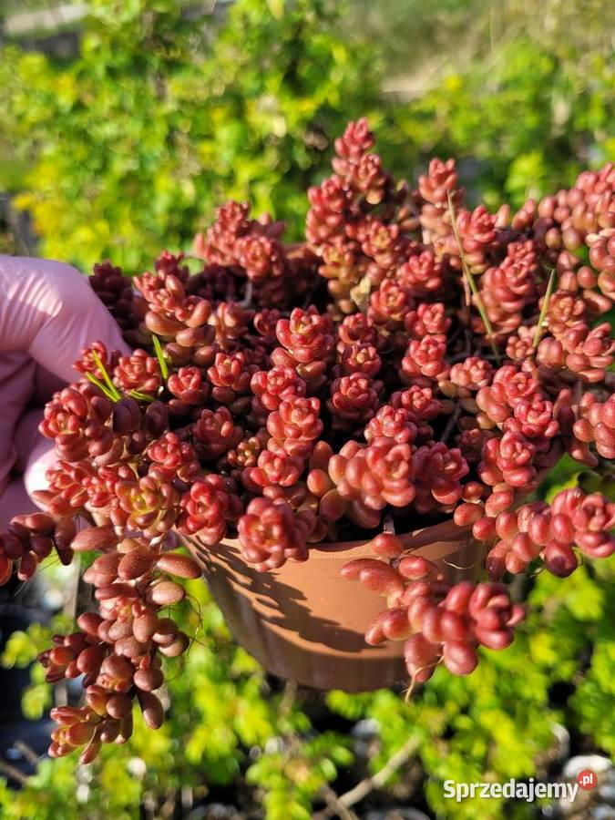 Rozchodnik coral doniczka producent Brzeziniec