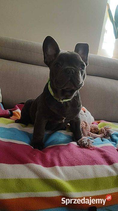 Piesek Buldog francuski niebieski BLUE Padew Narodowa