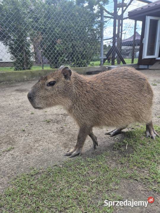 Samiec Kapibary Wołomin