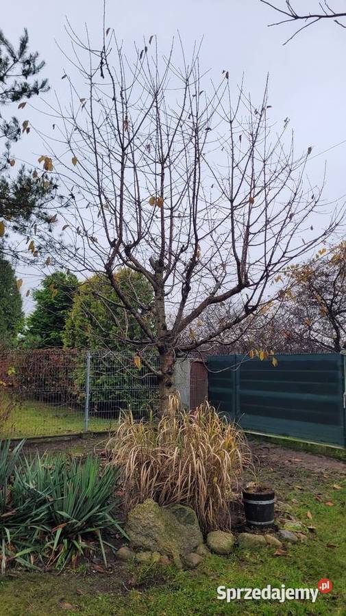 Drzewo orzech podwójny Oddam mazowieckie prace ogrodowe