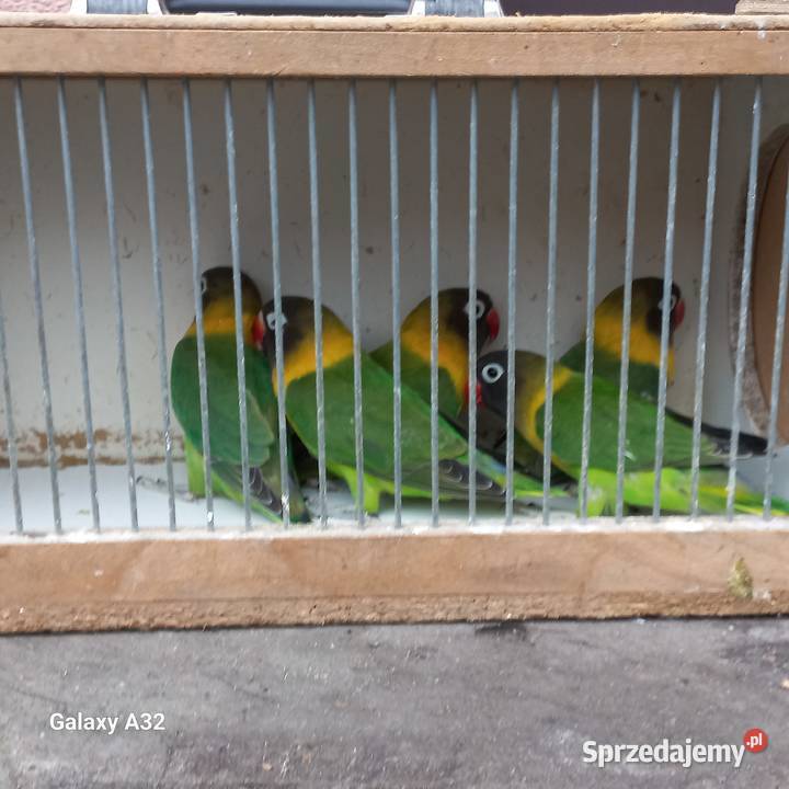 Nierozłączki czarnogłowe zielone 2025 Zwierzęta Garwolin