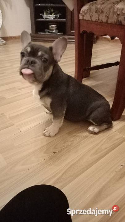 Buldog francuski niebieski blu tan Buldog dolnośląskie Żmigród