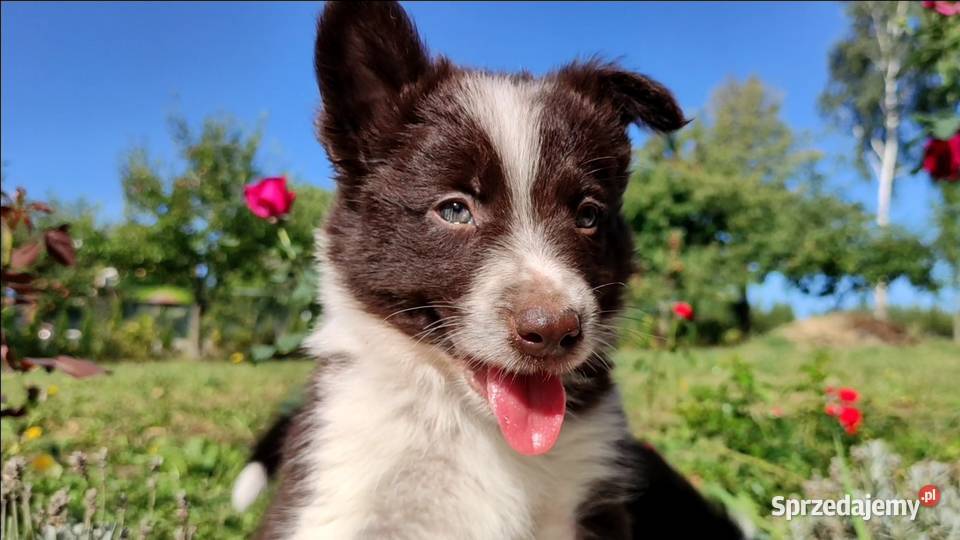 Wspaniały Pies FAZI BORDER COLLIE z pełną dok Iwonicz