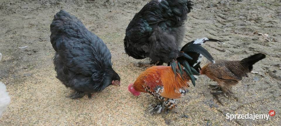 Kury liliputy Tokarówka