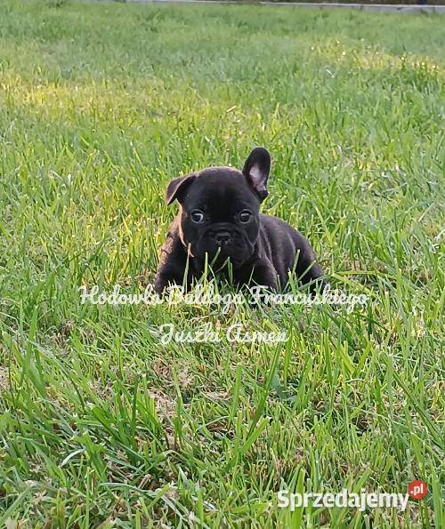 Szczenięta Buldoga Francuskiego