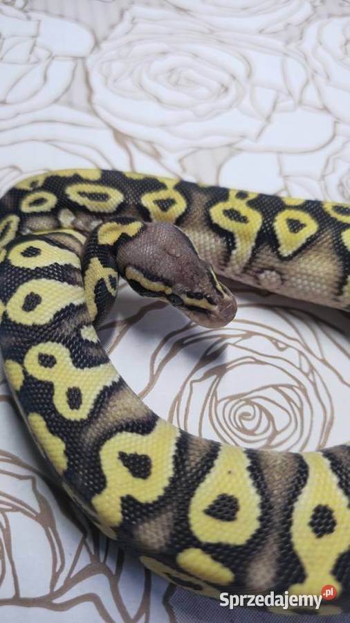 Wąż pyton królewski python regius samica Wrocław
