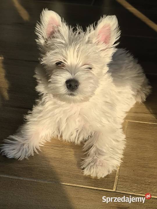 West Highland white terrier Brzeziny