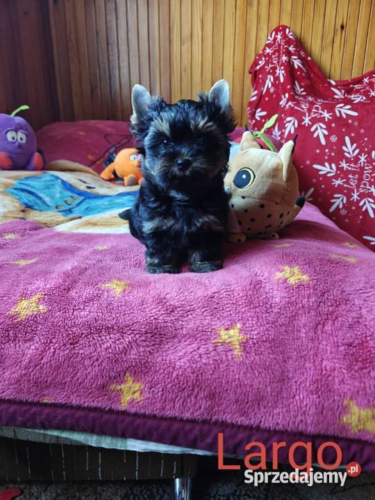 Szczeniak Yorkshire Terrier Gotowy do odbioru Zwoleń
