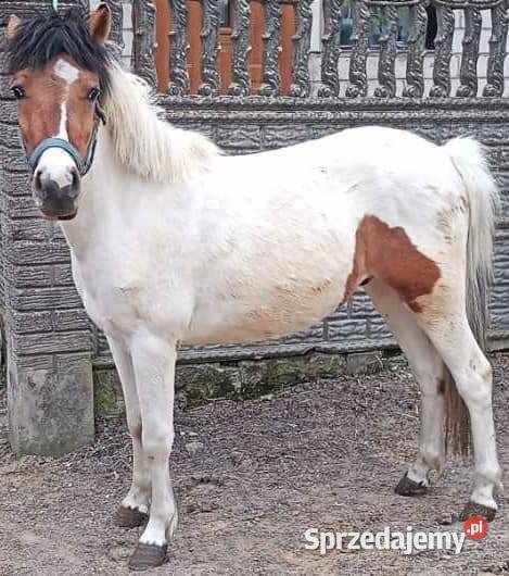 Koń Hucuł 7 letni Giełda zwierząt Turek