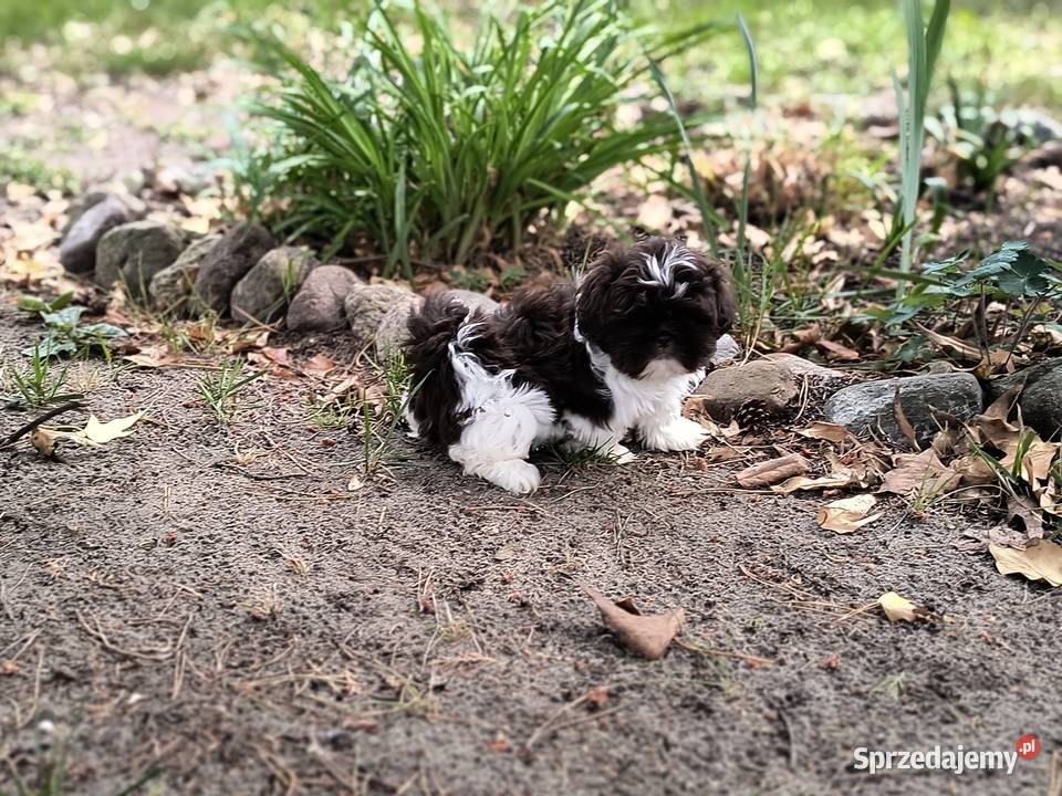 Szczeniak Shih Tzu Brenno