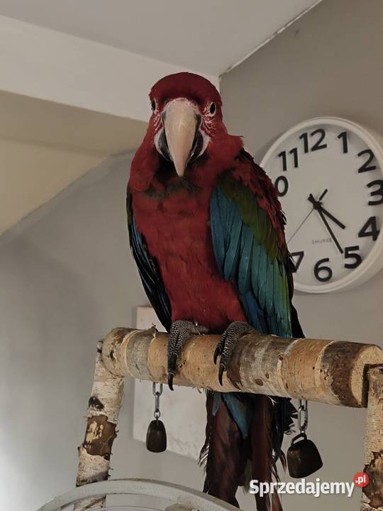 Ara Chloroptera Olkusz