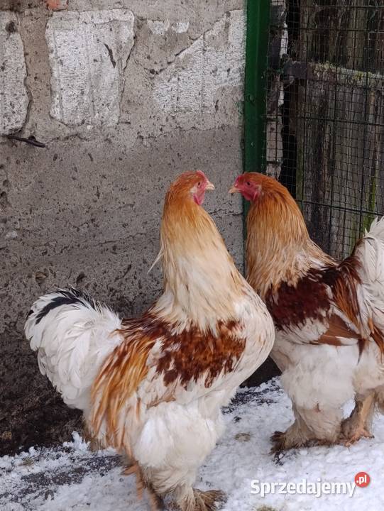 Brahma olbrzymia koguty Drób i ptactwo Więcbork sprzedam