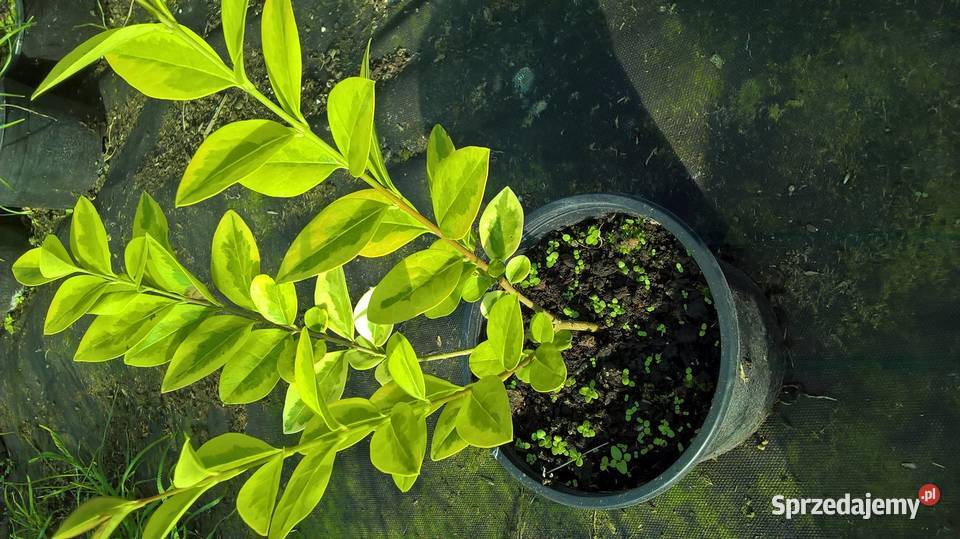 Ligustr Aurea Variegata Mszczonów