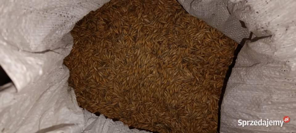 Przewiany owies jary samuraj Rolnictwo Łukowce