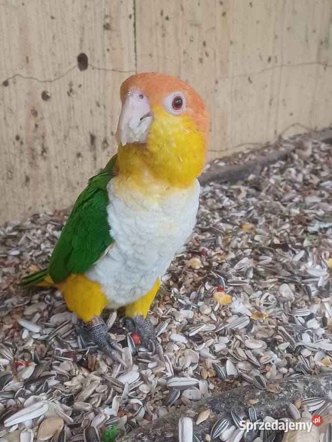 Barwinki białobrzuche