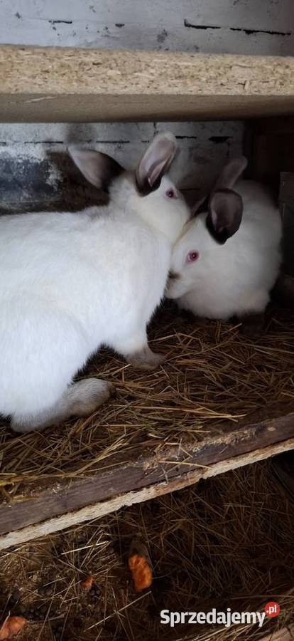 Kalifornijskie na ubój Szlichtyngowa sprzedam